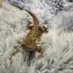 Bearded Dragon