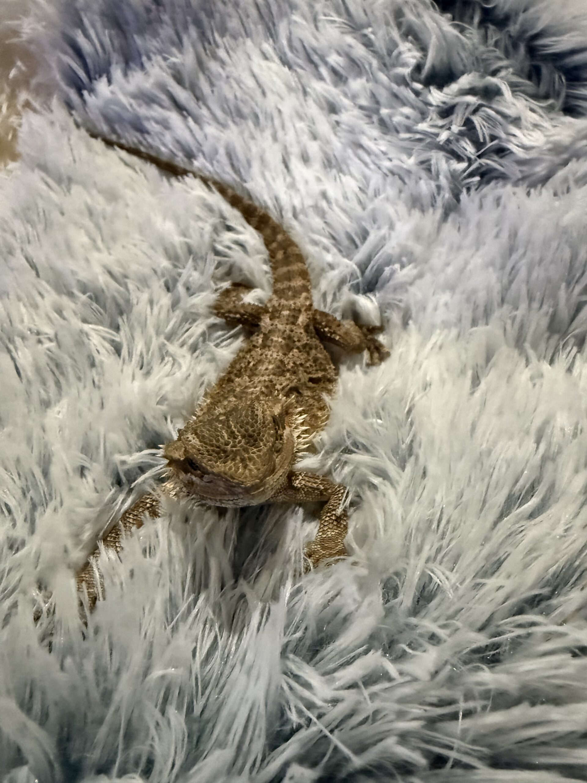 Bearded Dragon